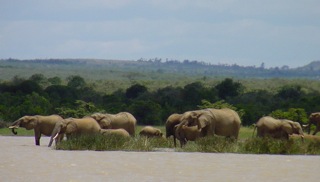 Elephants at Laikipia Nature Conservancy