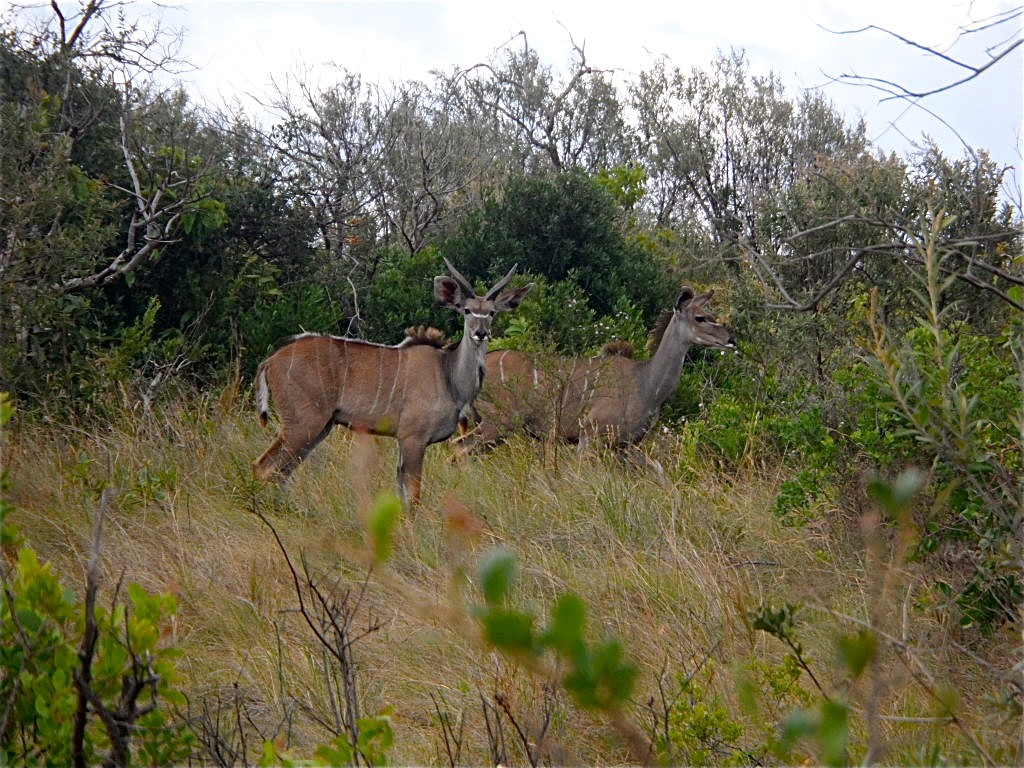 Antilopes at Laikipia Nature Conservancy