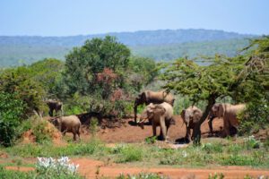 The elephants are back in Ole Ari Nyiro!