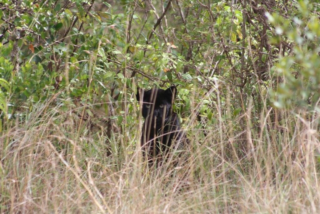 Photo of a melanistic leopard taken in Ol Ari Nyiro / Laikipia Nature Conservancy by Michael Roberts on 06 May 2007 between Bogani ya Dume and Centre Junction.