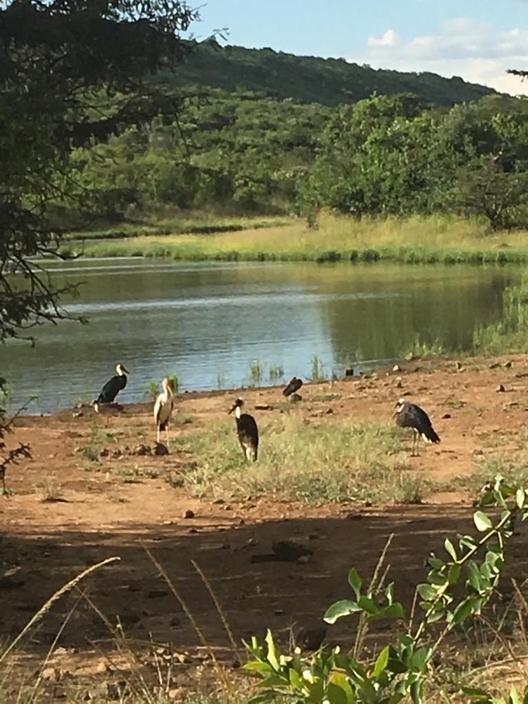 Migratory Birds in the Ol Ari Nyiro Conservancy